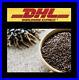 Harmal-Seed-Peganum-Harmala-Harmel-Rue-Aspand-High-Quality-1900g-DHL-01-lpe