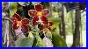 Orchid-Garden-Update-New-Fertilizing-Routine-Wind-Damage-Challenges-Of-Growing-Orchids-Outdoors-01-lo